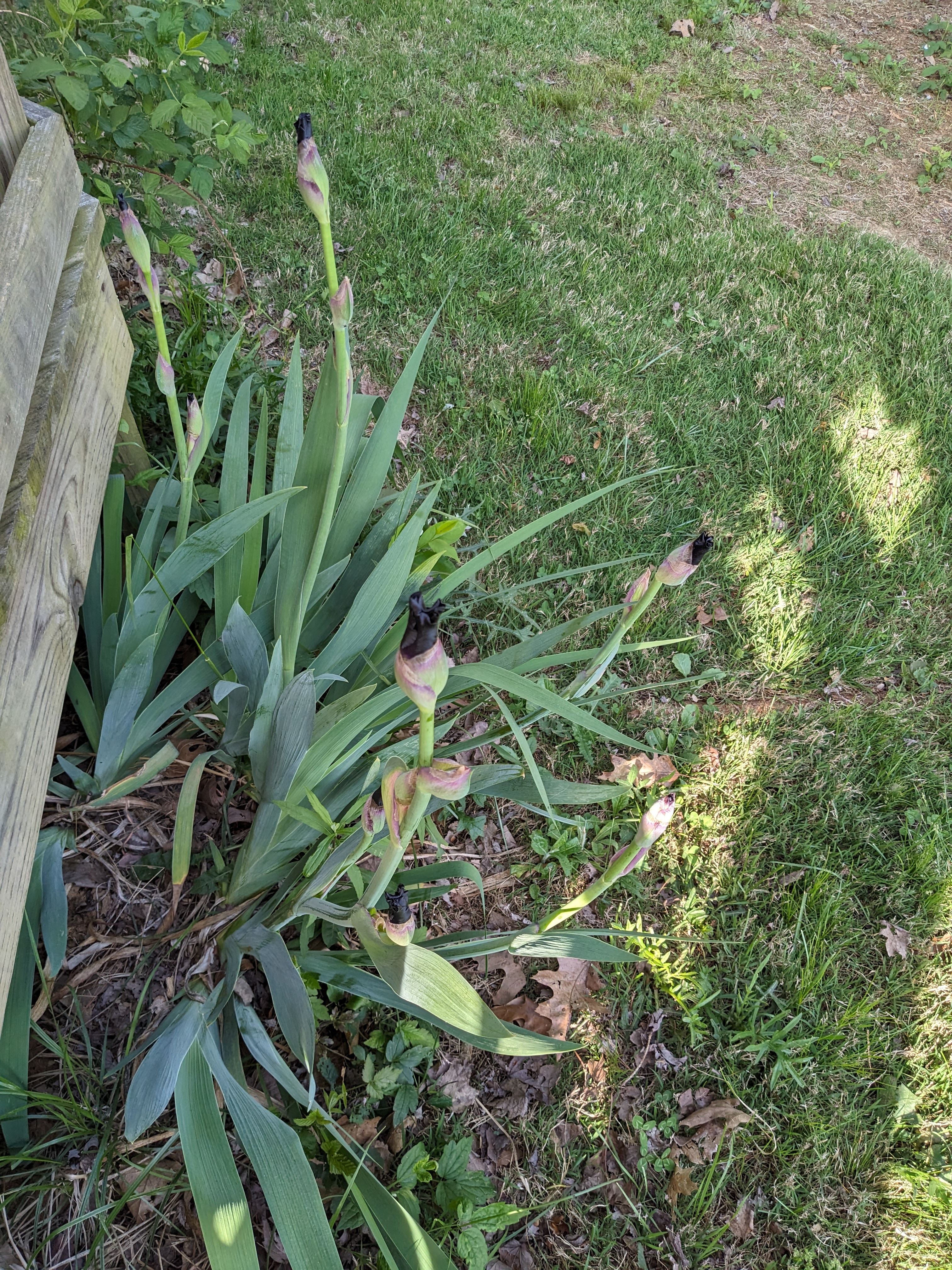 Iris plants by the porch corner.