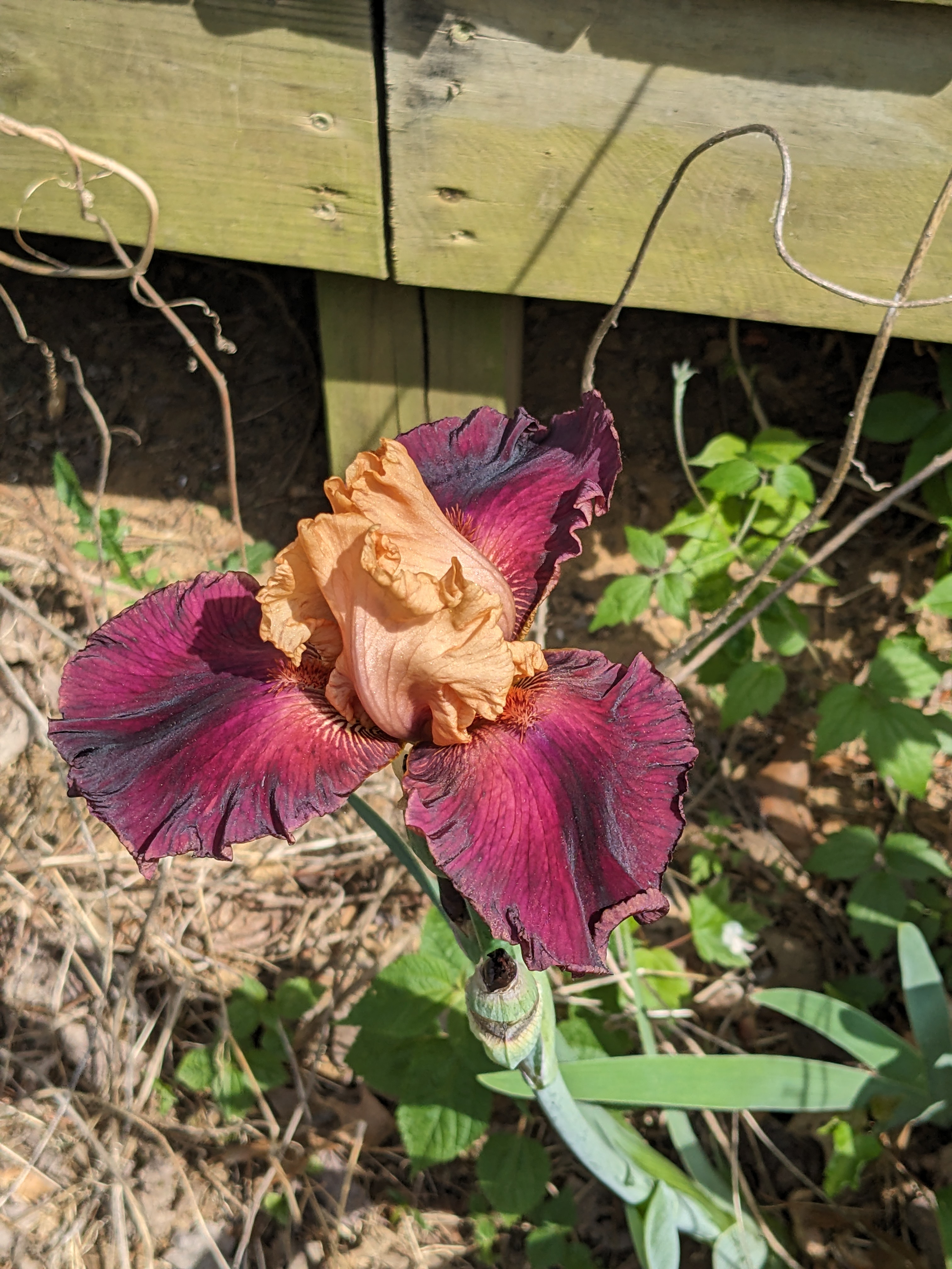 Iris plants by the porch corner.